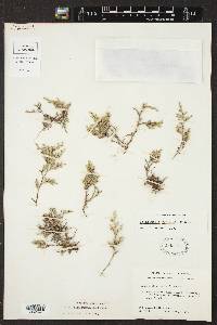 Selaginella rupincola image