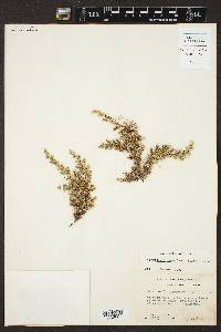 Selaginella peruviana image