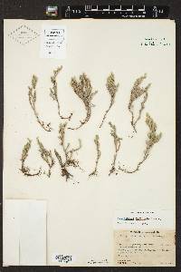 Selaginella rupincola image