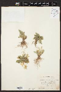 Selaginella pallescens image