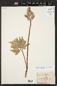 Botrychium decompositum image