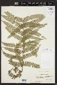 Marattia weinmanniifolia image