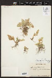 Selaginella pallescens image