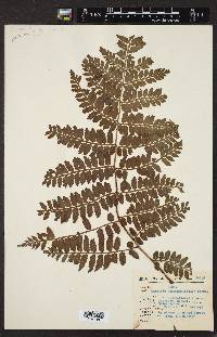 Marattia weinmanniifolia image