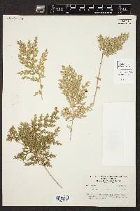 Selaginella pallescens image