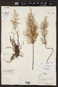 Cheilanthes hirsuta image