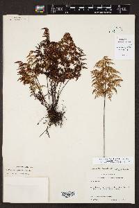 Cheilanthes hirsuta image