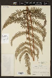 Pteris quadriaurita image