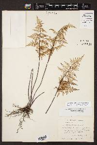 Cheilanthes hirsuta image