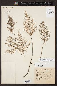 Cheilanthes hirsuta image