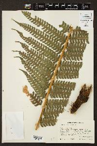 Pteris podophylla image