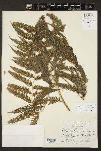 Pteris orizabae image