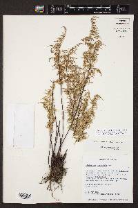 Cheilanthes hirsuta image