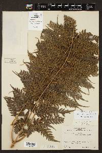 Pteris orizabae image