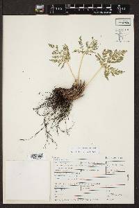 Cheilanthes leucopoda image