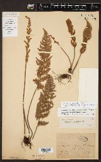 Myriopteris myriophylla image