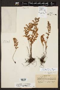 Myriopteris myriophylla image