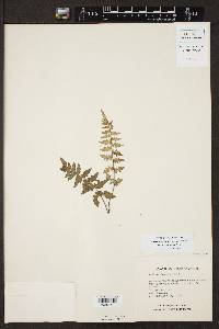 Cheilanthes lozanoi image