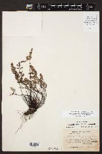 Argyrochosma limitanea subsp. mexicana image