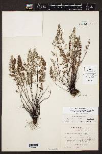 Argyrochosma limitanea subsp. mexicana image