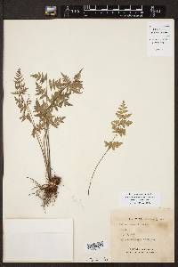 Cheilanthes lozanoi image