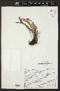 Notholaena aschenborniana image