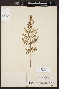 Cheilanthes lozanoi image