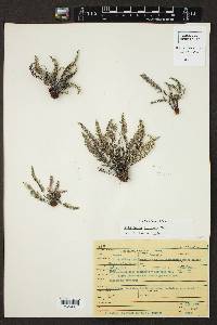Notholaena bryopoda image