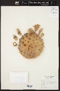 Opuntia rufida image