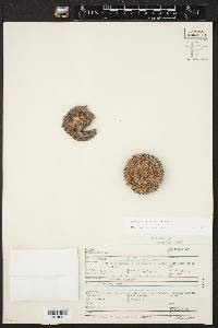 Mammillaria formosa image