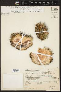 Mammillaria winterae subsp. winterae image