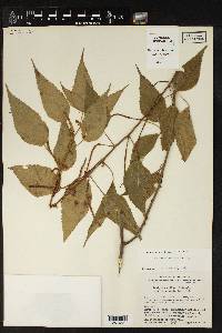 Acalypha umbrosa image