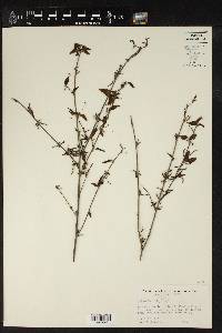 Acalypha leptopoda image