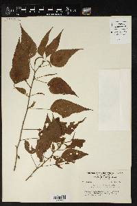 Acalypha vagans image