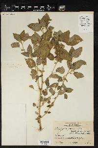 Acalypha persimilis image