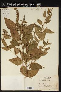 Acalypha subviscida image