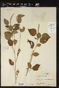 Acalypha setosa image