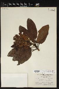 Arbutus xalapensis image