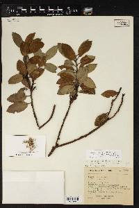 Arbutus occidentalis image