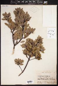 Arctostaphylos pungens image