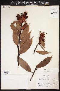 Cavendishia crassifolia image