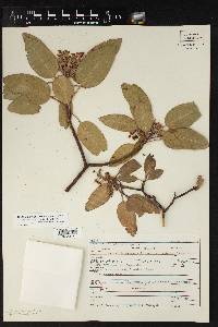 Arbutus xalapensis image