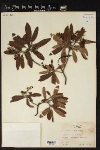 Arctostaphylos polifolia image