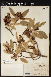 Arbutus xalapensis image