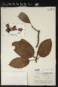 Arbutus xalapensis image