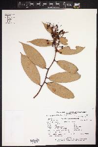 Cavendishia crassifolia image