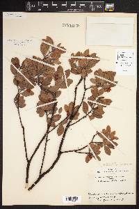 Arctostaphylos pungens image