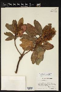 Arbutus xalapensis image