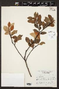 Lyonia squamulosa image