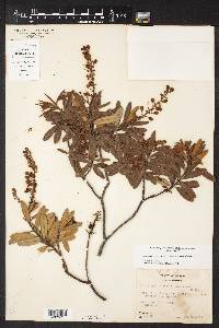 Comarostaphylis polifolia subsp. polifolia image